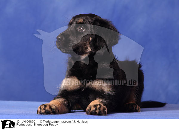 Cao da Serra de Aires Welpe / Portuguese Sheepdog Puppy / JH-06800