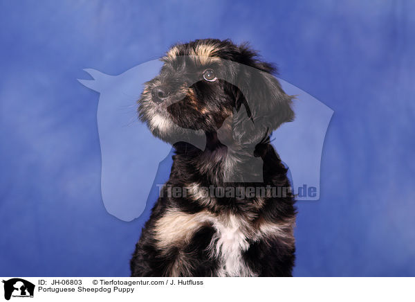 Cao da Serra de Aires Welpe / Portuguese Sheepdog Puppy / JH-06803