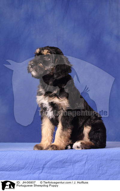 Cao da Serra de Aires Welpe / Portuguese Sheepdog Puppy / JH-06807