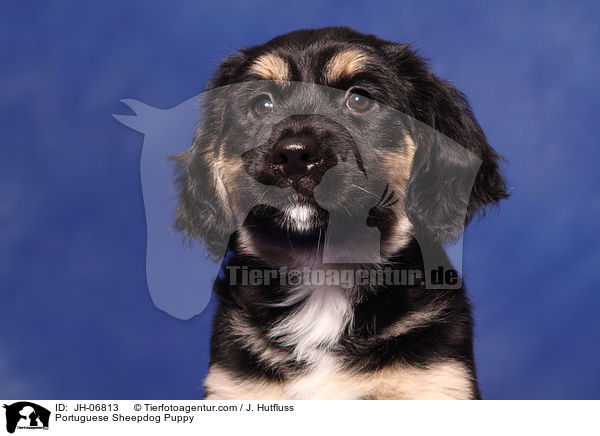 Cao da Serra de Aires Welpe / Portuguese Sheepdog Puppy / JH-06813