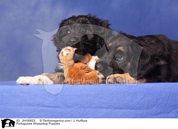 Cao da Serra de Aires Welpen / Portuguese Sheepdog Puppies / JH-06823