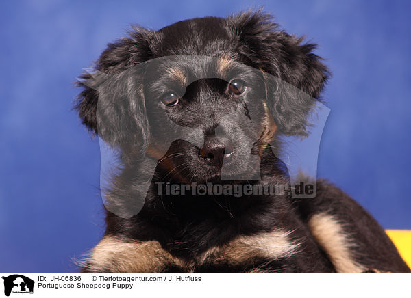 Cao da Serra de Aires Welpe / Portuguese Sheepdog Puppy / JH-06836