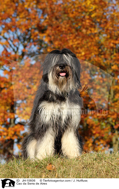 Cao da Serra de Aires / Cao da Serra de Aires / JH-10606