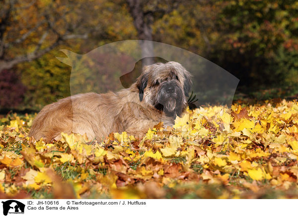 Cao da Serra de Aires / Cao da Serra de Aires / JH-10616