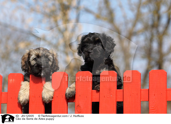 Co da Serra de Aires puppy / JH-12005