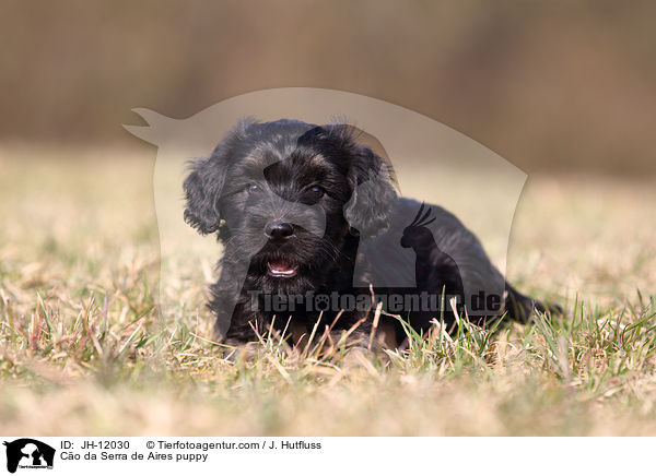 Co da Serra de Aires Welpe / Co da Serra de Aires puppy / JH-12030