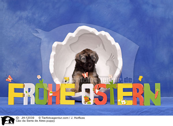 Co da Serra de Aires puppy / JH-12039