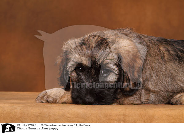 Co da Serra de Aires puppy / JH-12048