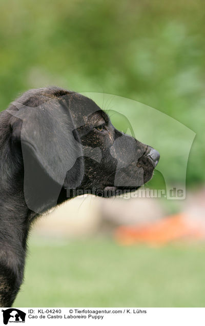 Cao de Castro Laboreiro Welpe / Cao de Castro Laboreiro Puppy / KL-04240