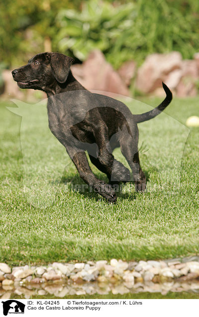 Cao de Castro Laboreiro Welpe / Cao de Castro Laboreiro Puppy / KL-04245