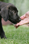 Cao de Castro Laboreiro Puppy