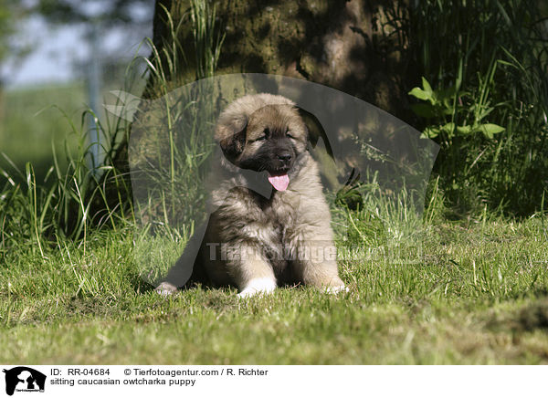sitting caucasian owtcharka puppy / RR-04684