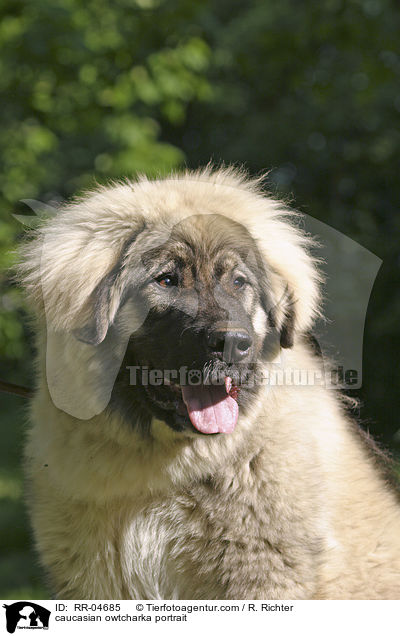 caucasian owtcharka portrait / RR-04685