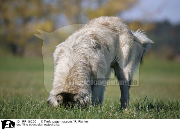 schnuppernder Kaukasischer Owtscharka / snuffling caucasian owtscharka / RR-18250