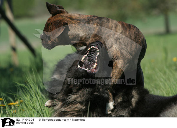 spielende Hunde / playing dogs / IF-04394
