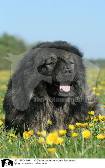 liegender Kaukasischer Schferhund / lying caucasian owtscharka / IF-04408