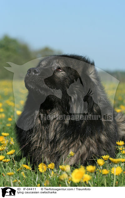liegender Kaukasischer Schferhund / lying caucasian owtscharka / IF-04411