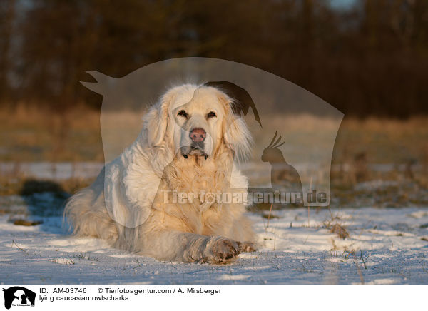 lying caucasian owtscharka / AM-03746