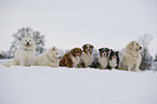 several dogs