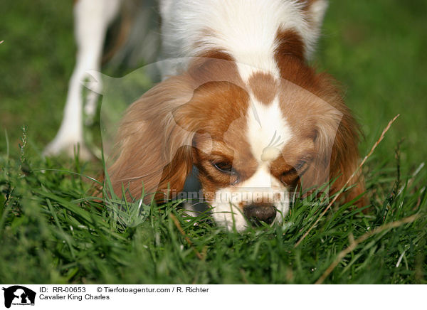 Cavalier King Charles / Cavalier King Charles / RR-00653