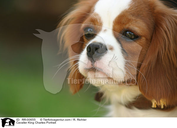 Cavalier King Charles Portrait / Cavalier King Charles Portrait / RR-00655