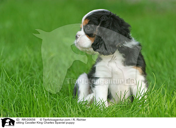 sitzender Cavalier King Charles Spaniel Welpe / sitting Cavalier King Charles Spaniel puppy / RR-00656