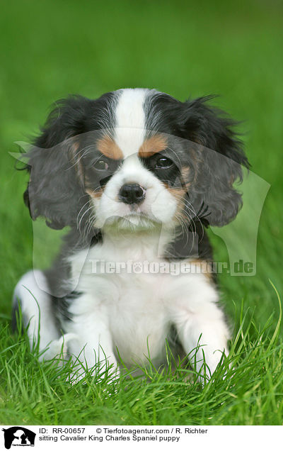 sitzender Cavalier King Charles Spaniel Welpe / sitting Cavalier King Charles Spaniel puppy / RR-00657