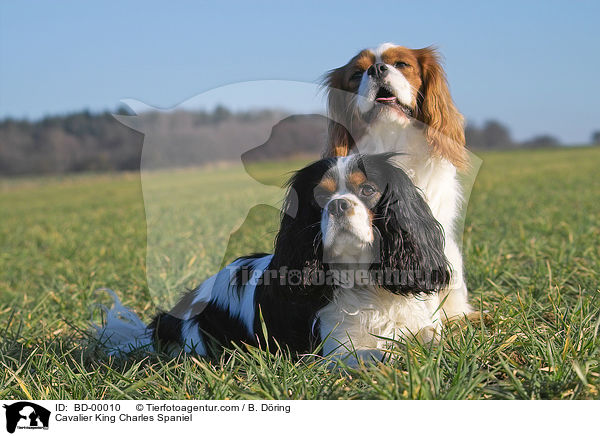 Cavalier King Charles Spaniel / Cavalier King Charles Spaniel / BD-00010