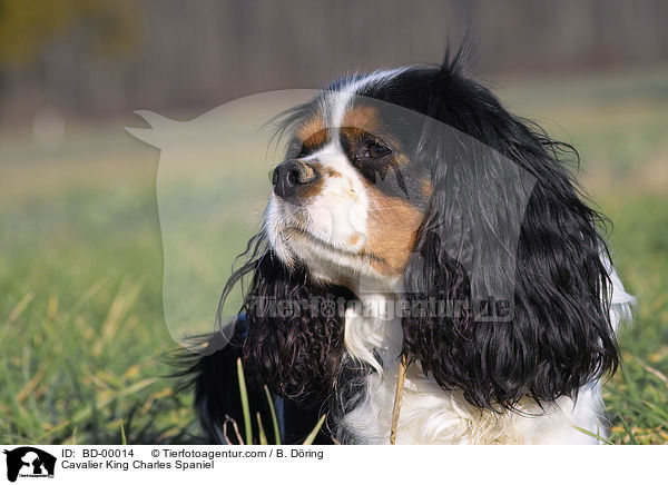 Cavalier King Charles Spaniel / Cavalier King Charles Spaniel / BD-00014