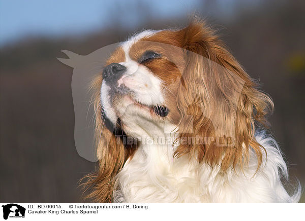 Cavalier King Charles Spaniel / BD-00015