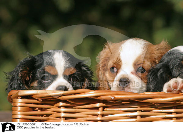 CKC puppies in the basket / RR-00661