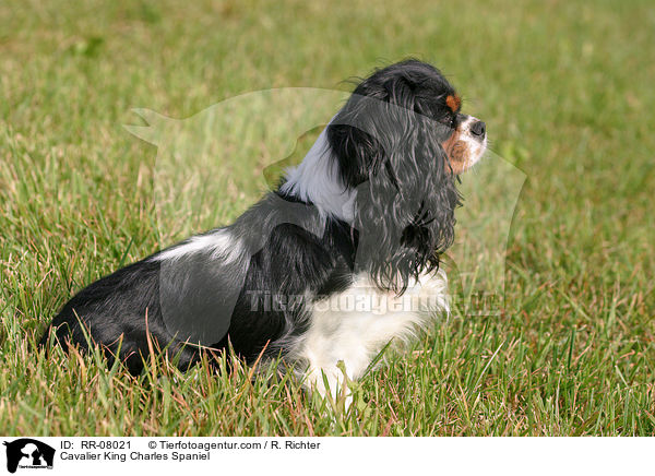 Cavalier King Charles Spaniel / Cavalier King Charles Spaniel / RR-08021