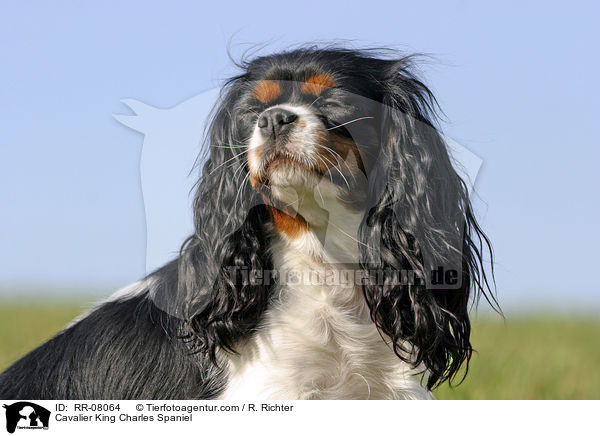 Cavalier King Charles Spaniel / RR-08064