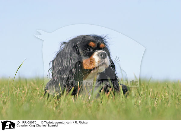 Cavalier King Charles Spaniel / Cavalier King Charles Spaniel / RR-08070