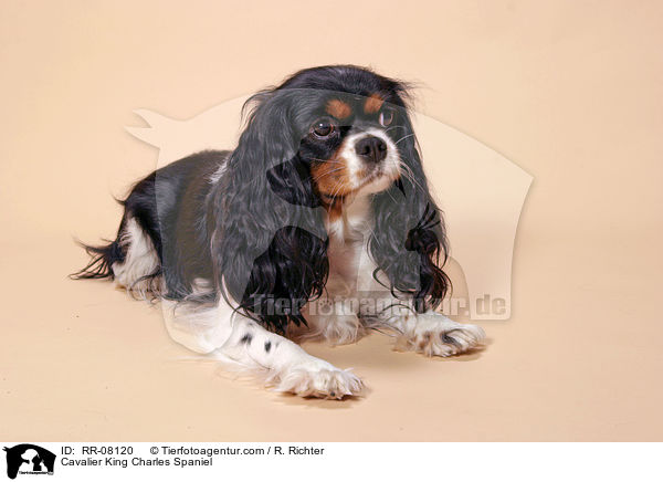 Cavalier King Charles Spaniel / Cavalier King Charles Spaniel / RR-08120