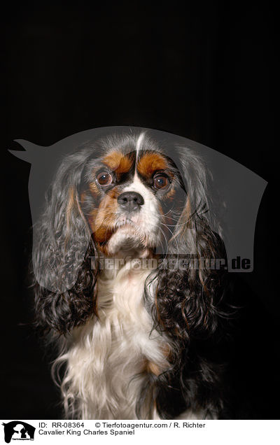 Cavalier King Charles Spaniel / Cavalier King Charles Spaniel / RR-08364