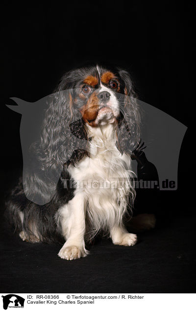 Cavalier King Charles Spaniel / Cavalier King Charles Spaniel / RR-08366