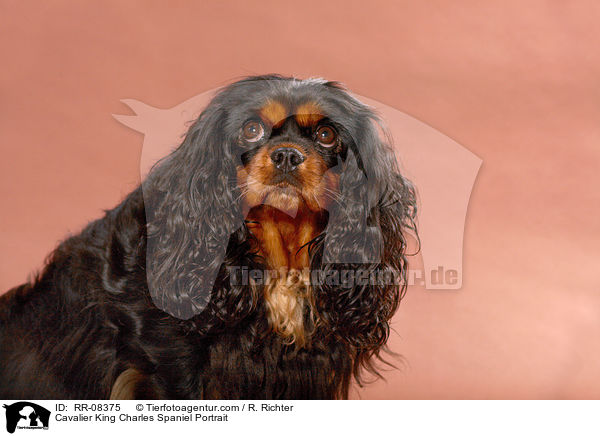 Cavalier King Charles Spaniel Portrait / RR-08375