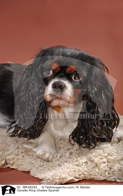 Cavalier King Charles Spaniel / Cavalier King Charles Spaniel / RR-08392
