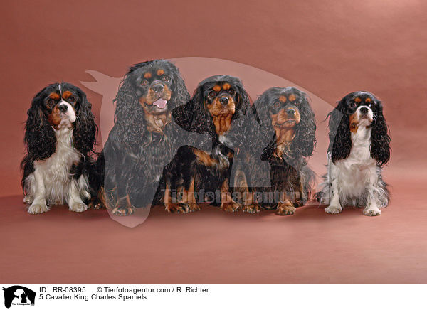 5 Cavalier King Charles Spaniels / 5 Cavalier King Charles Spaniels / RR-08395