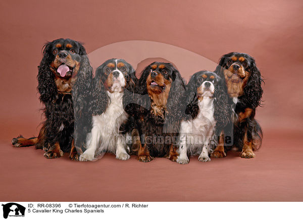 5 Cavalier King Charles Spaniels / 5 Cavalier King Charles Spaniels / RR-08396