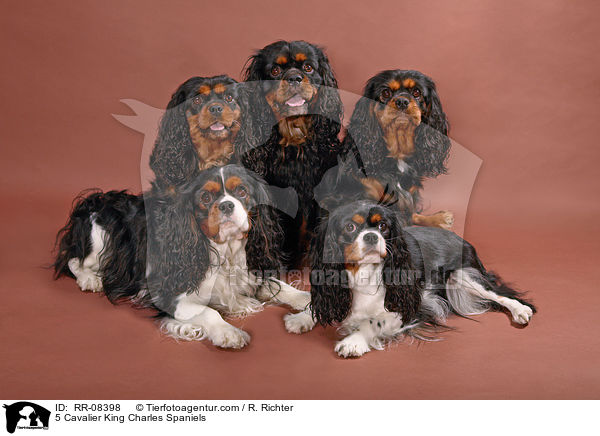 5 Cavalier King Charles Spaniels / 5 Cavalier King Charles Spaniels / RR-08398