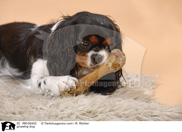 Hund knabbert Knochen / gnawing dog / RR-08402