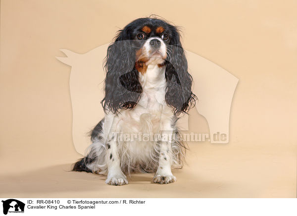 Cavalier King Charles Spaniel / Cavalier King Charles Spaniel / RR-08410