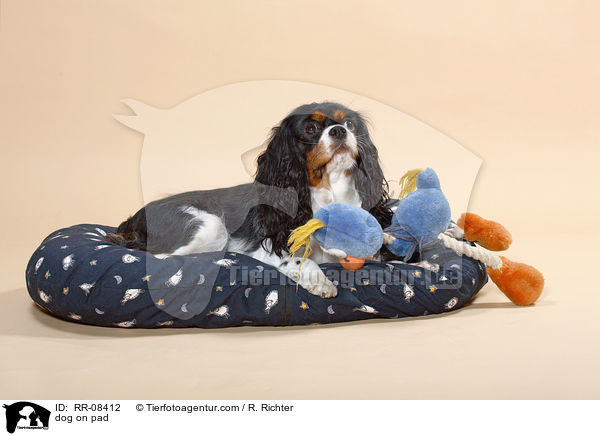 Cavalier auf Kissen / dog on pad / RR-08412