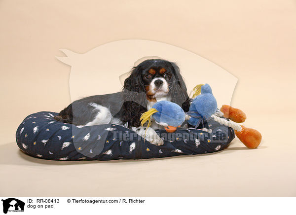 Cavalier auf Kissen / dog on pad / RR-08413