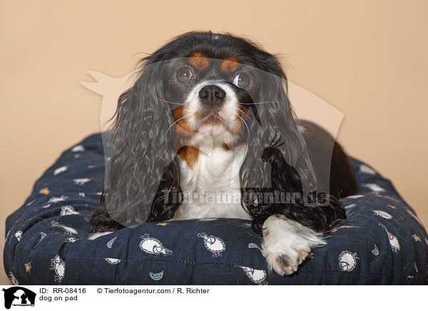 Cavalier auf Kissen / dog on pad / RR-08416