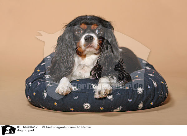 Cavalier auf Kissen / dog on pad / RR-08417