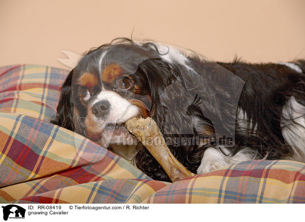 Hund knabbert an Knochen / gnawing Cavalier / RR-08419