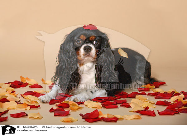 Cavalier auf Blten / cavalier on blossoms / RR-08425